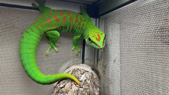 巨人日行守宮｜Phelsuma.grands